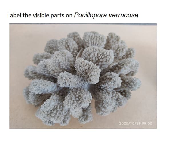 Label the visible parts on Pocillopora verrucosa
2020/10/29 09:52