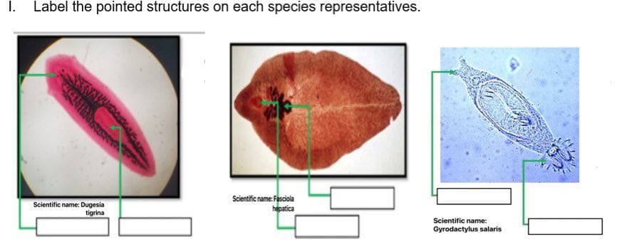 Label the pointed structures on each species representatives.
Scientific name: Dugesia
tigrina
Scientific name: Fasciola
hepatica
Scientific name:
Gyrodactylus salaris