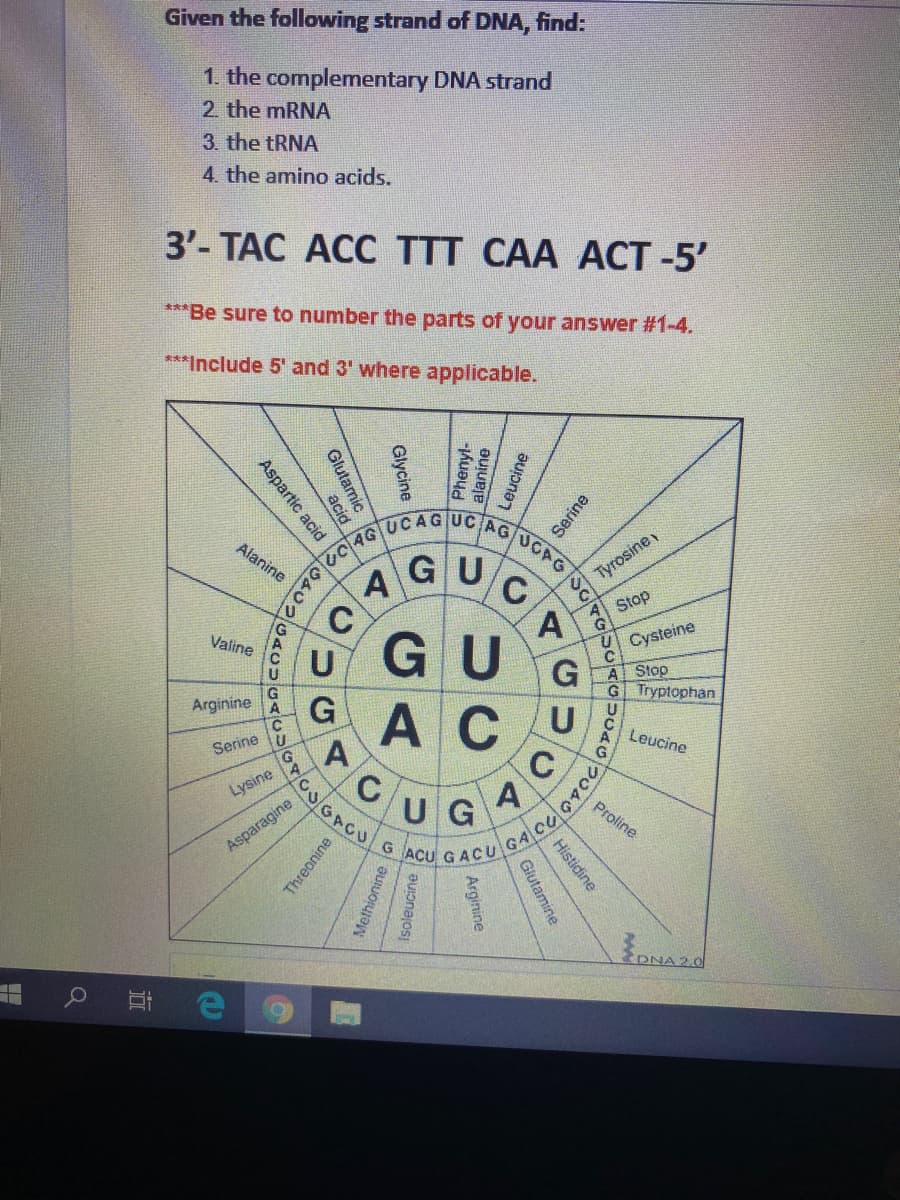 Given the following strand of DNA, find:
1. the complementary DNA strand
2. the MRNA
3. the TRNA
4. the amino acids.
3'-ТАС АСС TTT CAА АСТ -5'
***Be sure to number the parts of your answer #1-4.
***Include 5' and 3' where applicable.
Alanine
AGU
A
GU
Tyrosine
Stop
Valine
Cysteine
G Tryptophan
Arginine
C.
ACU
Leucine
Serine u
C
UG
GACU
Lysine
A
Proline
Asparagine
G
ACU GACU
DNA 2.0
Glycine
henyl-
alanine
Glutamic
acid
Aspartic acid
UG
Histidine
Glutamine
O Arginine
Isoleucine
Threonine
Methionine
