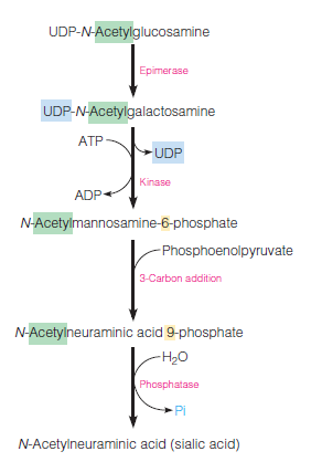 UDP-N-Acetylglucosamine
Еpimerase
UDP-N-Acetylgalactosamine
ATP
UDP
Kinase
ADP-
N-Acetylmannosamine-6-phosphate
-Phosphoenolpyruvate
3-Carbon addition
N-Acetylneuraminic acid 9-phosphate
-H20
Phosphatase
Pi
N-Acetylneuraminic acid (sialic acid)
