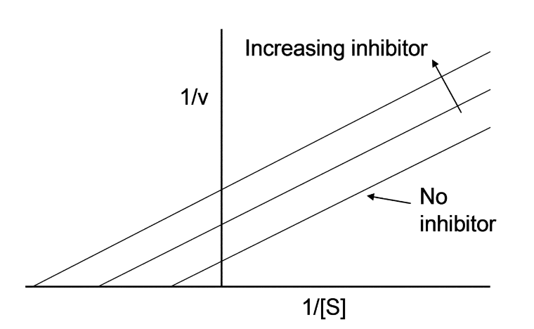 1/v
Increasing inhibitor
1/[S]
No
inhibitor