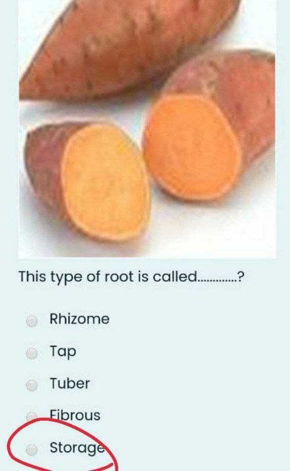 This type of root is called...?
Rhizome
Tap
Tuber
Fibrous
Storage
