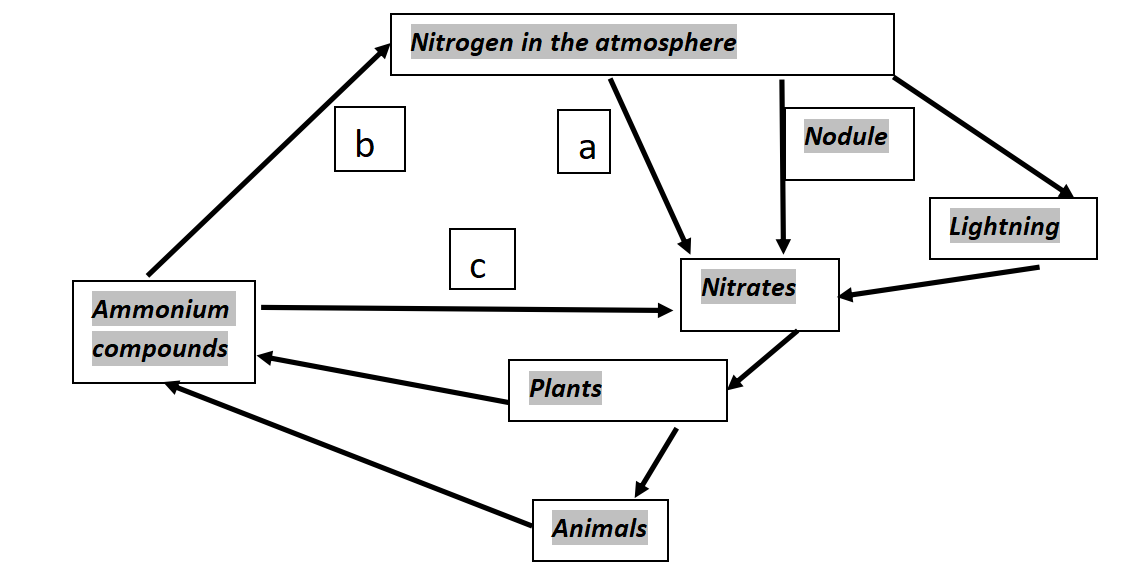 Nitrogen in the atmosphere
b
a
Nodule
Lightning
C
Nitrates
Ammonium
сompounds
Plants
Animals
