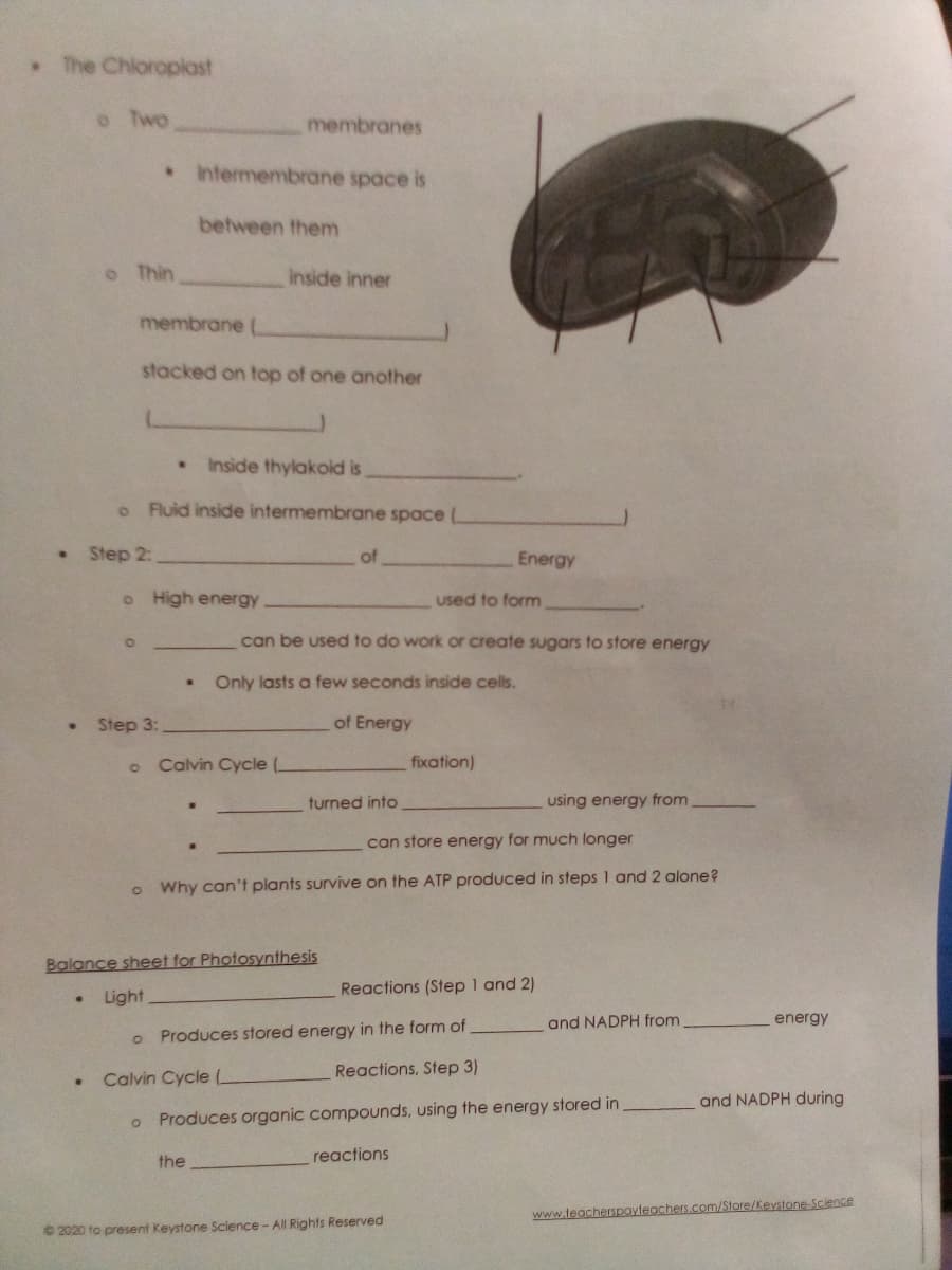 . The Chioroplast
o Two
membranes
Intermembrane space is
between them
o Thin
inside inner
membrane (
stacked on top of one another
Inside thylakoid is
o Fluid inside intermembrane space (
Step 2:
of
Energy
o High energy
used to form
can be used to do work or create sugars to store energy
Only lasts a few seconds inside cells.
Step 3:
of Energy
Calvin Cycle L
fixation)
turned into
using energy from
can store energy for much longer
o Why can't plants survive on the ATP produced in steps 1 and 2 alone?
Balance sheet for Photosynthesis
Reactions (Step 1 and 2)
Light
and NADPH from
energy
o Produces stored energy in the form of
Calvin Cycle (L
Reactions, Step 3)
and NADPH during
o Produces organic compounds, using the energy stored in
the
reactions
www.teacherspayteachers.com/Store/Kevstone-Science
© 2020 fo present Keystone Sclence- All Rights Reserved
