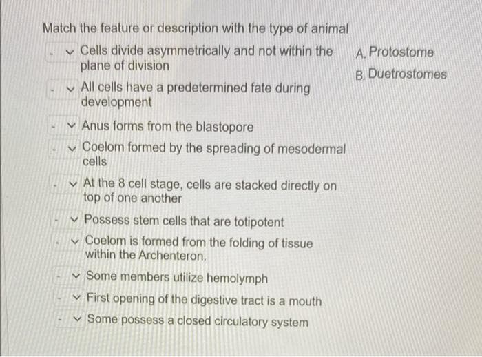 Match the feature or description with the type of animal
v Cells divide asymmetrically and not within the
plane of division
A. Protostome
B. Duetrostomes
v All cells have a predetermined fate during
development
v Anus forms from the blastopore
v Coelom formed by the spreading of mesodermal
cells
V At the 8 cell stage, cells are stacked directly on
top of one another
v Possess stem cells that are totipotent
V Coelom is formed from the folding of tissue
within the Archenteron.
v Some members utilize hemolymph
v First opening of the digestive tract is a mouth
v Some possess a closed circulatory system
