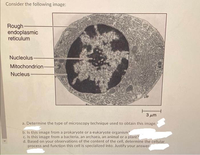Consider the following image:
Rough-
endoplasmic
reticulum
Nucleolus-
Mitochondrion
Nucleus
3 μη
a. Determine the type of microscopy technique used to obtain this image.
b. is this image from a prokaryote or a eukaryote organism?
c. Is this image from a bacteria, an archaea, an animal or a plant?
d. Based on your observations of the content of the cell, determine the cellular
process and function this cell is specialized into. Justify your answer
