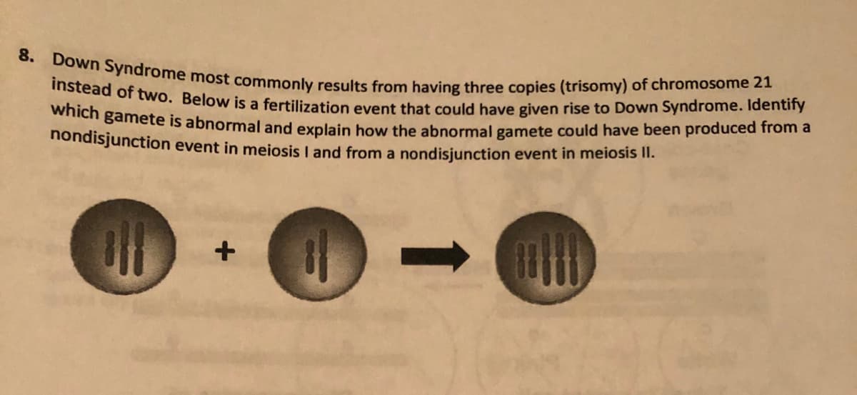 8. Down Syndrome most commonly results from having three copies (trisomy) of chromosome 21
instead of two. Below is a fertilization event that could have given rise to Down Syndrome. Identify
samete is abnormal and explain how the abnormal gamete could have been produced from a
hondisjunction event in meiosis I and from a nondisjunction event in meiosis i.
