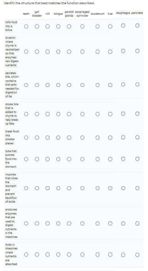 Identify the structure that best matches the function described.
parotid esophageal
glands sphincter
gall
teeth
villi
tongue
duodenum liver esophagus pancreas
bladder
rolls food
into a
bolus
location
where
chyme is
neutralized
so that
enzymes
can digest
nutrients
secretes
bile, which
contains
bile salts
needed for
digestion
of fat
stores bile
that is
added to
chyme to
help break
up fats
break food
into
smaller
pieces
tube that
pushes
food into
the
stomach
muscles
that close
the
stomach
and
prevent
backflow
of acids
produces
enzymes
that are
used to
digest
nutrients
in the
intestines
folds in
intestines
where
O
nutrients
are
absorbed
