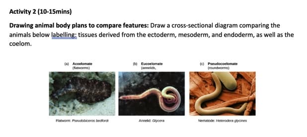 Activity 2 (10-15mins)
Drawing animal body plans to compare features: Draw a cross-sectional diagram comparing the
animals below labelling: tissues derived from the ectoderm, mesoderm, and endoderm, as well as the
coelom.
(a) Acoelomate
(fatworms)
) Eucoelomate
(anelids,
() Pseudocoelomate
(roundworms)
Flatworm: Pseudobiceros bedtordi
Annelid: Glycera
Nematode: Heterodera glycines
