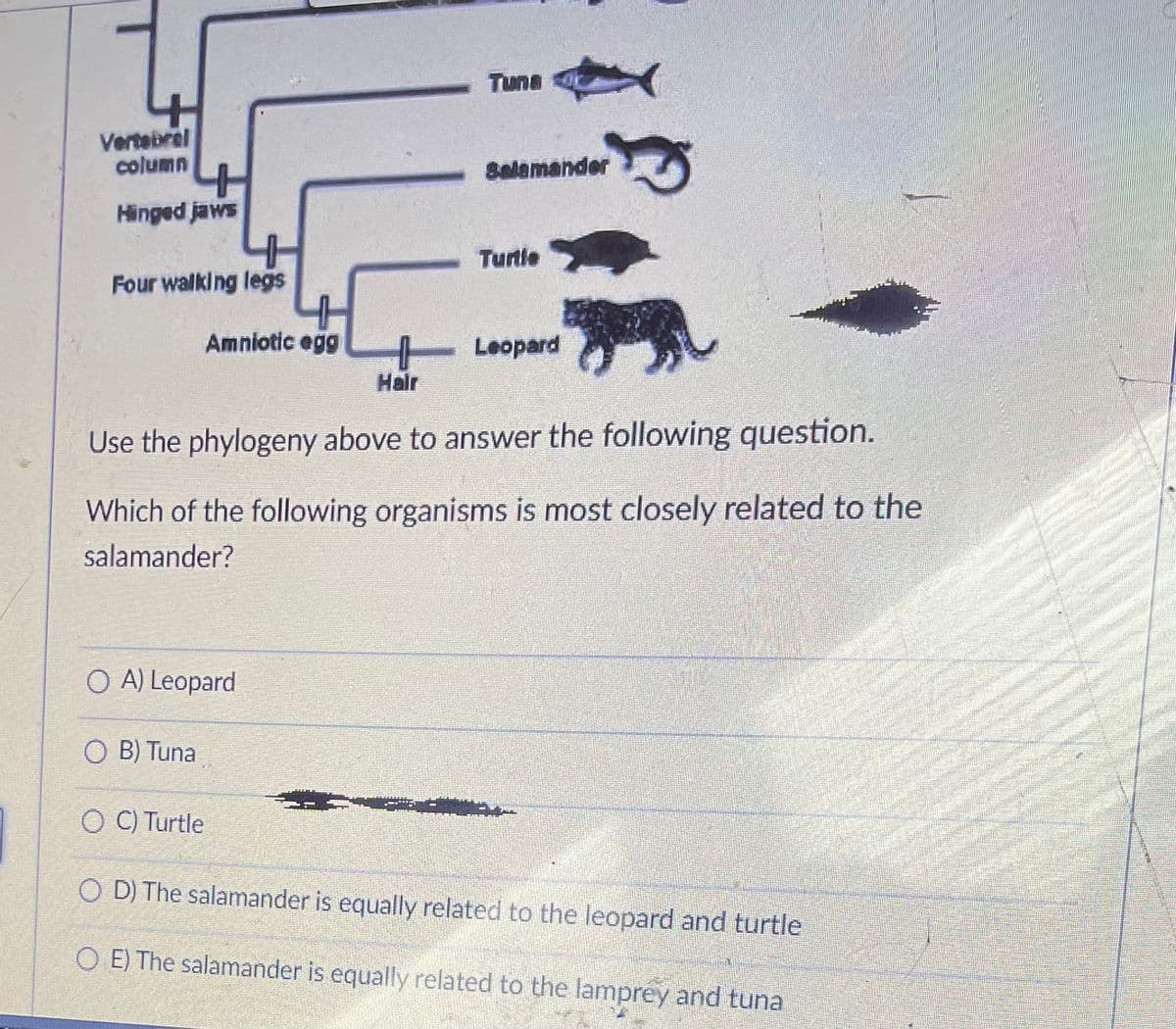 Tuna
Vertebrel
column
8alamander
Hinged jaws
Turtle
Four walking legs
Amniotic egg
Leopard
Hair
Use the phylogeny above to answer the following question.
Which of the following organisms is most closely related to the
salamander?
O A) Leopard
O B) Tuna
O C) Turtle
O D) The salamander is equally related to the leopard and turtle
O E) The salamander is equally related to the lamprey and tuna
