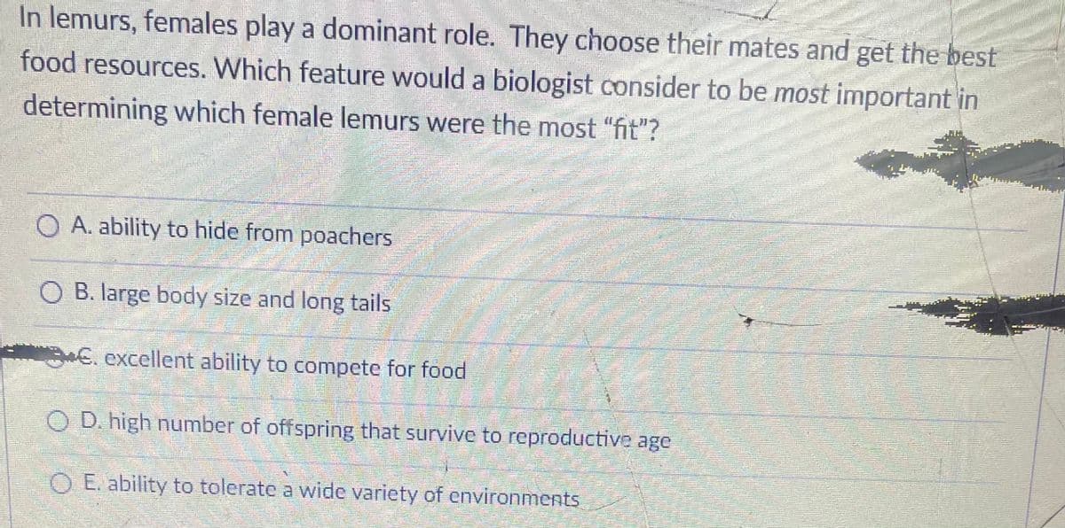 In lemurs, females play a dominant role. They choose their mates and get the best
food resources. Which feature would a biologist consider to be most important in
determining which female lemurs were the most "fit"?
O A. ability to hide from poachers
O B. large body size and long tails
E. excellent ability to compete for food
O D. high number of offspring that survive to reproductive age
O E. ability to tolerate a wide varicty of environments

