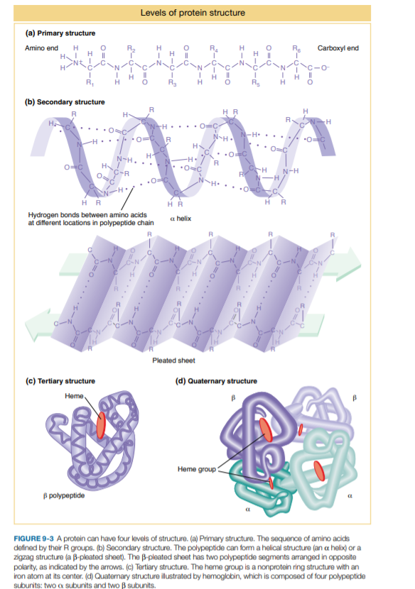 Levels of protein structure
(a) Primary structure
Amino end
H
H
R.
H
R4
H
Re
Carboxyl end
H||
C
C
N.
IH |
H
--
R,
H
R5
(b) Secondary structure
R
H
H-
R.
H.... 0=C
N-H.
N-H.. ...
H
.• OC
H
N-H.
R
H
C-R
N-H
-H
H R
Hydrogen bonds between amino acids
at different locations in polypeptide chain
H R
HR
a helix
Pleated sheet
(c) Tertiary structure
(d) Quaternary structure
Heme.
Heme group
B polypeptide
FIGURE 9-3 A protein can have four levels of structure. (a) Primary structure. The sequence of amino acids
defined by their R groups. (b) Secondary structure. The polypeptide can form a helical structure (an az helix) or a
zigzag structure (a B-pleated sheet). The B-pleated sheet has two polypeptide segments arranged in opposite
polarity, as indicated by the arrows. (c) Tertiary structure. The heme group is a nonprotein ring structure with an
iron atom at its center. (d) Quatemary structure illustrated by hemoglobin, which is composed of four polypeptide
subunits: two a subunits and two B subunits.
