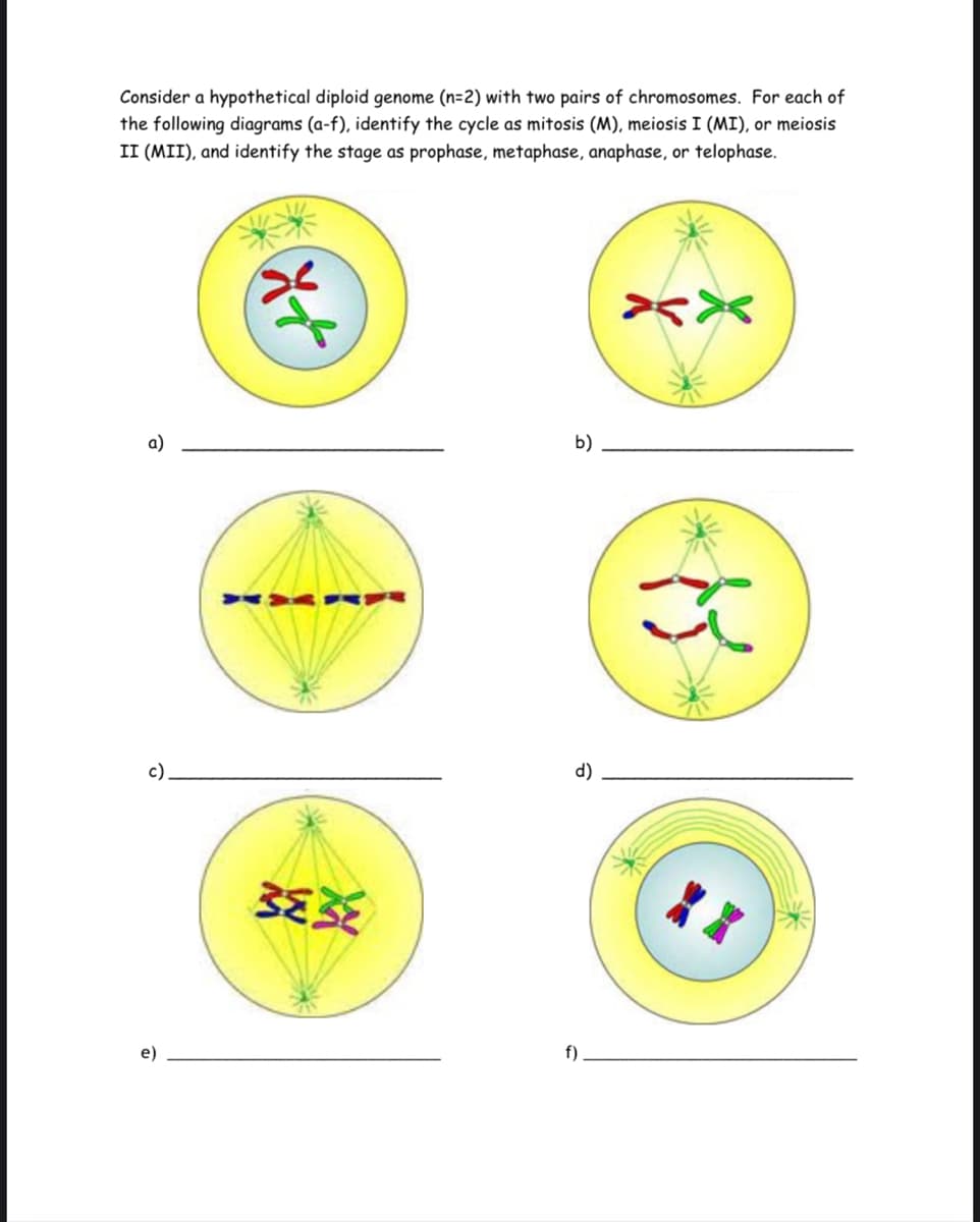 Consider a hypothetical diploid genome (n=2) with two pairs of chromosomes. For each of
the following diagrams (a-f), identify the cycle as mitosis (M), meiosis I (MI), or meiosis
II (MII), and identify the stage as prophase, metaphase, anaphase, or telophase.
a)
c).
३६३६
b)
d)
f)
XX
*