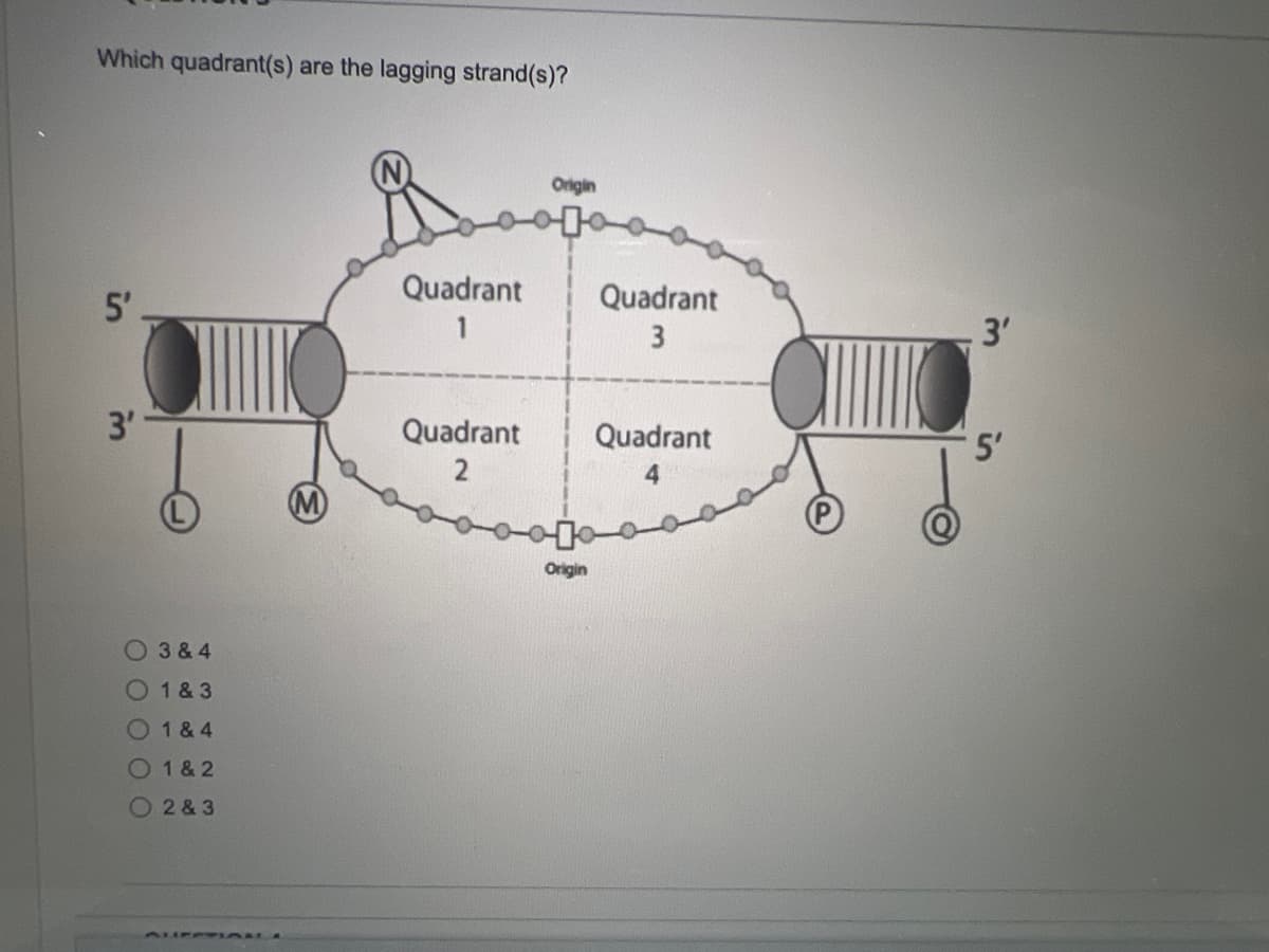 Which quadrant(s) are the lagging strand(s)?
Origin
5'
Quadrant
Quadrant
1
3
3'
3'
Quadrant
Quadrant
5'
Origin
O 3&4
1 & 3
O 1& 4
0 1& 2
O 2 & 3
3UESPIAN
