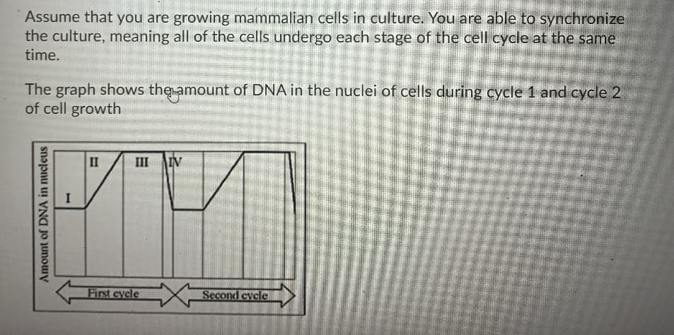 Assume that you are growing mammalian cells in culture. You are able to synchronize
the culture, meaning all of the cells undergo each stage of the cell cycle at the same
time.
The graph shows themamount of DNA in the nuclei of cells during cycle 1 and cycle 2
of cell growth
II
III
IV
First eycle
Second evcle
Amount of DNA in nucleus
