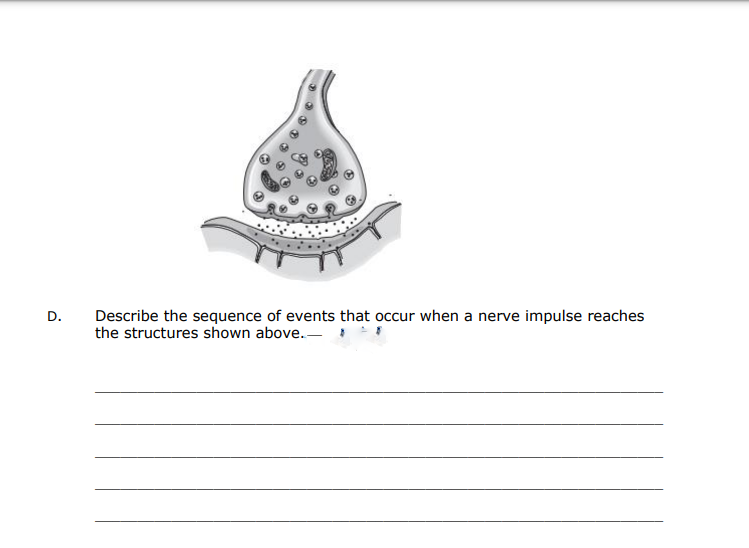 Describe the sequence of events that occur when a nerve impulse reaches
the structures shown above.-
D.
