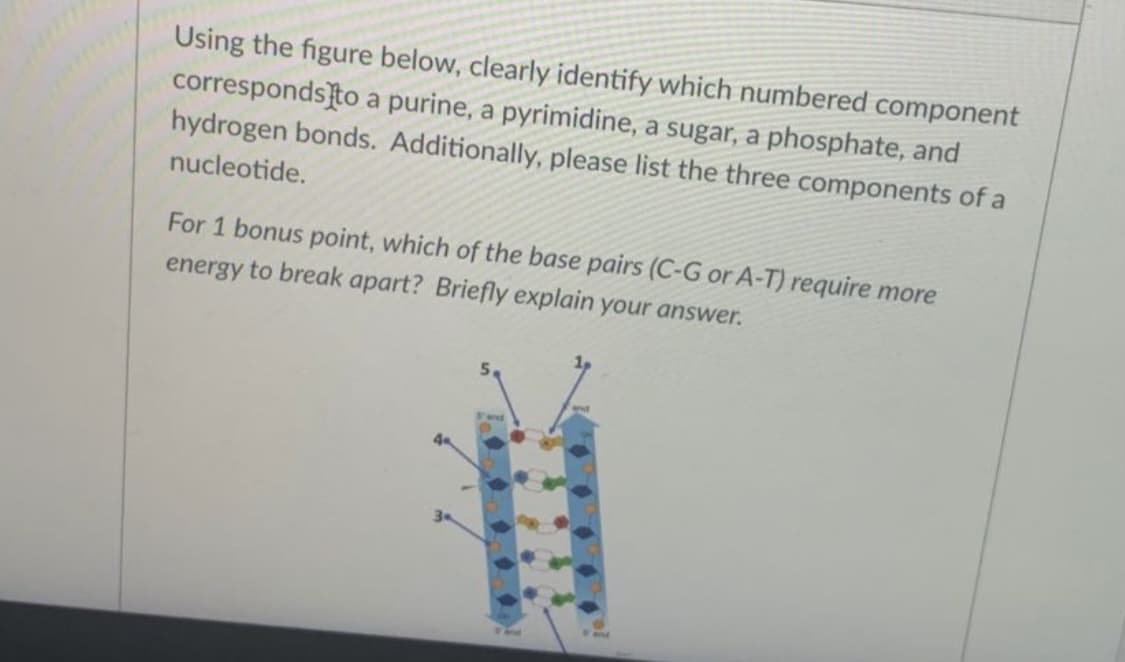 Using the figure below, clearly identify which numbered component
corresponds}to a purine, a pyrimidine, a sugar, a phosphate, and
hydrogen bonds. Additionally, please list the three components of a
nucleotide.
For 1 bonus point, which of the base pairs (C-G or A-T) require more
energy to break apart? Briefly explain your answer.
