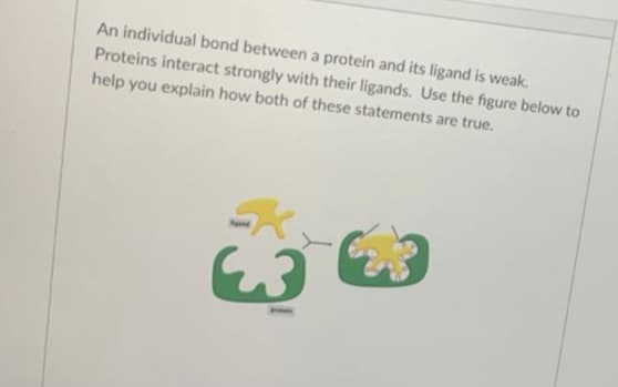 An individual bond between a protein and its ligand is weak.
Proteins interact strongly with their ligands. Use the figure below to
help you explain how both of these statements are true.
