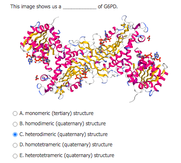 This image shows us a
of G6PD.
A. monomeric (tertiary) structure
B. homodimeric (quaternary) structure
O C. heterodimeric (quaternary) structure
O D. homotetrameric (quaternary) structure
O E. heterotetrameric (quaternary) structure
