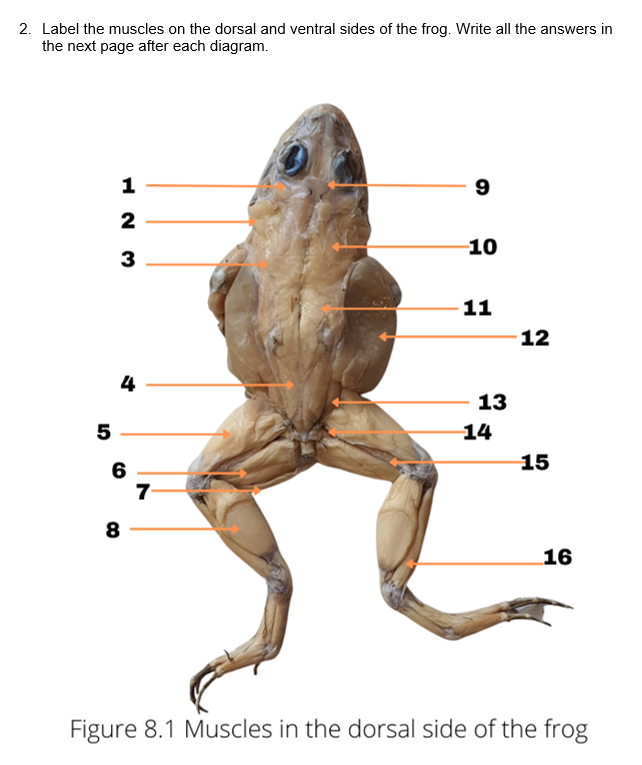 2. Label the muscles on the dorsal and ventral sides of the frog. Write all the answers in
the next page after each diagram.
9
2
10
3
11
12
4
13
14
15
6
7
8
16
Figure 8.1 Muscles in the dorsal side of the frog
15
