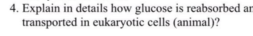 4. Explain in details how glucose is reabsorbed an
transported in eukaryotic cells (animal)?
