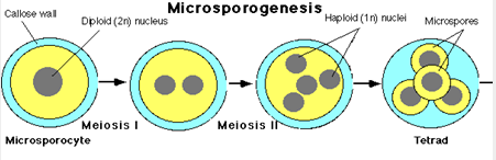 Callose wall
Microsporogenesis
Haploid (1r) nuclei Microspores
Diploid (2n) nucleus
Meiosis I
Meiosis if
Microsporocyte
Tetrad
