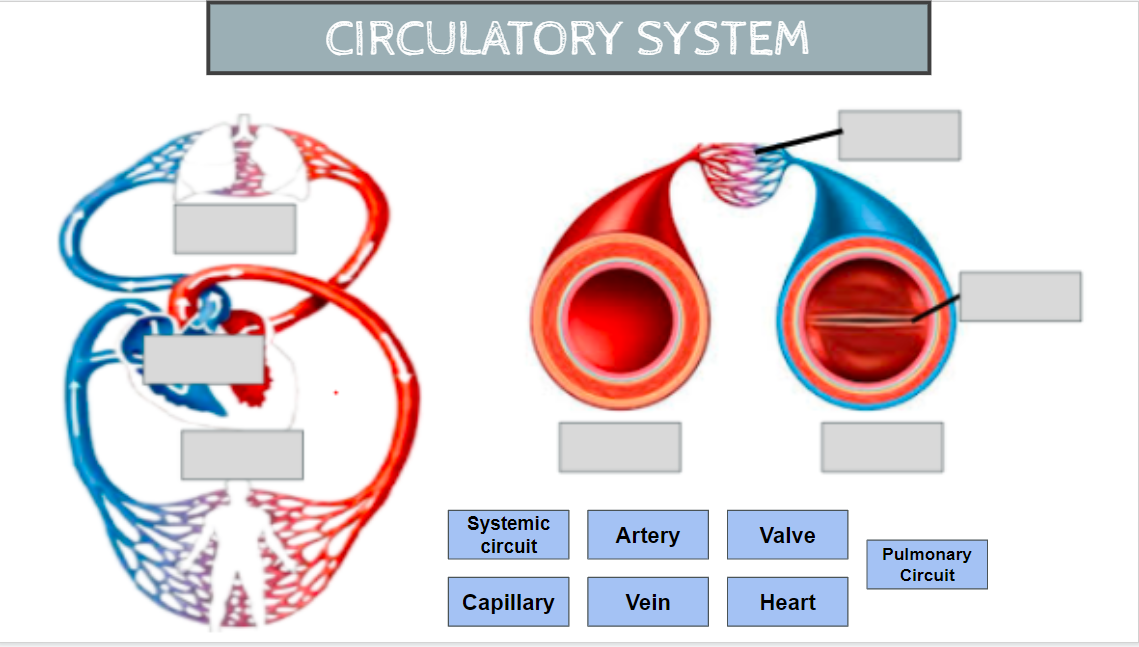 CIRCULATORY SYSTEM
Systemic
circuit
Artery
Valve
Pulmonary
Circuit
Сapillary
Vein
Heart
