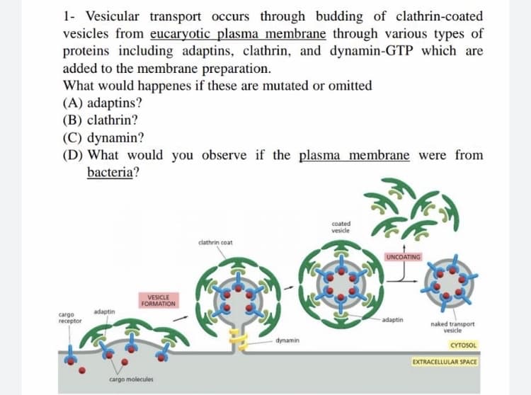 1- Vesicular transport occurs through budding of clathrin-coated
vesicles from eucaryotic plasma membrane through various types of
proteins including adaptins, clathrin, and dynamin-GTP which are
added to the membrane preparation.
What would happenes if these are mutated or omitted
(A) adaptins?
(B) clathrin?
(C) dynamin?
(D) What would you observe if the plasma membrane were from
bacteria?
coated
vesicle
clathrin coat
UNCOATING
VESICLE
FORMATION
adaptin
cargo
receptor
-adaptin
naked transport
vesicle
dynamin
CYTOSOL
EXTRACELLULAR SPACE
cargo molecules
