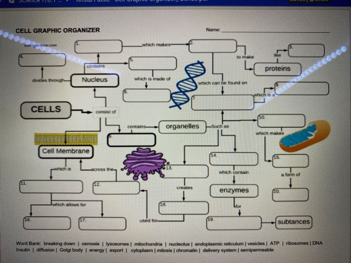 CELL GRAPHIC ORGANIZER
Name
which makes
000
ike
14
to make
proteins
occccceee
Nucleus
yônong sapiN
which is made of
CELLS
organelles
contains-
Such as
which maikes
Cell Membrane
(14.
which is
across thee
which contun
a lonn of
creates
enzymes
(20
1.
vhich allows for
16.
17
used tor
-subtances
Word Bank breaking down | osmosis | lysosomes mitochondria | nucleolus endoplasmic reticulum | vesicles | ATP | ribosomes | DNA
Inaulin | diffusion | Golgi body | energy | export1 cytoplasmmtosis chromatinl delivery system/ semipermeable
