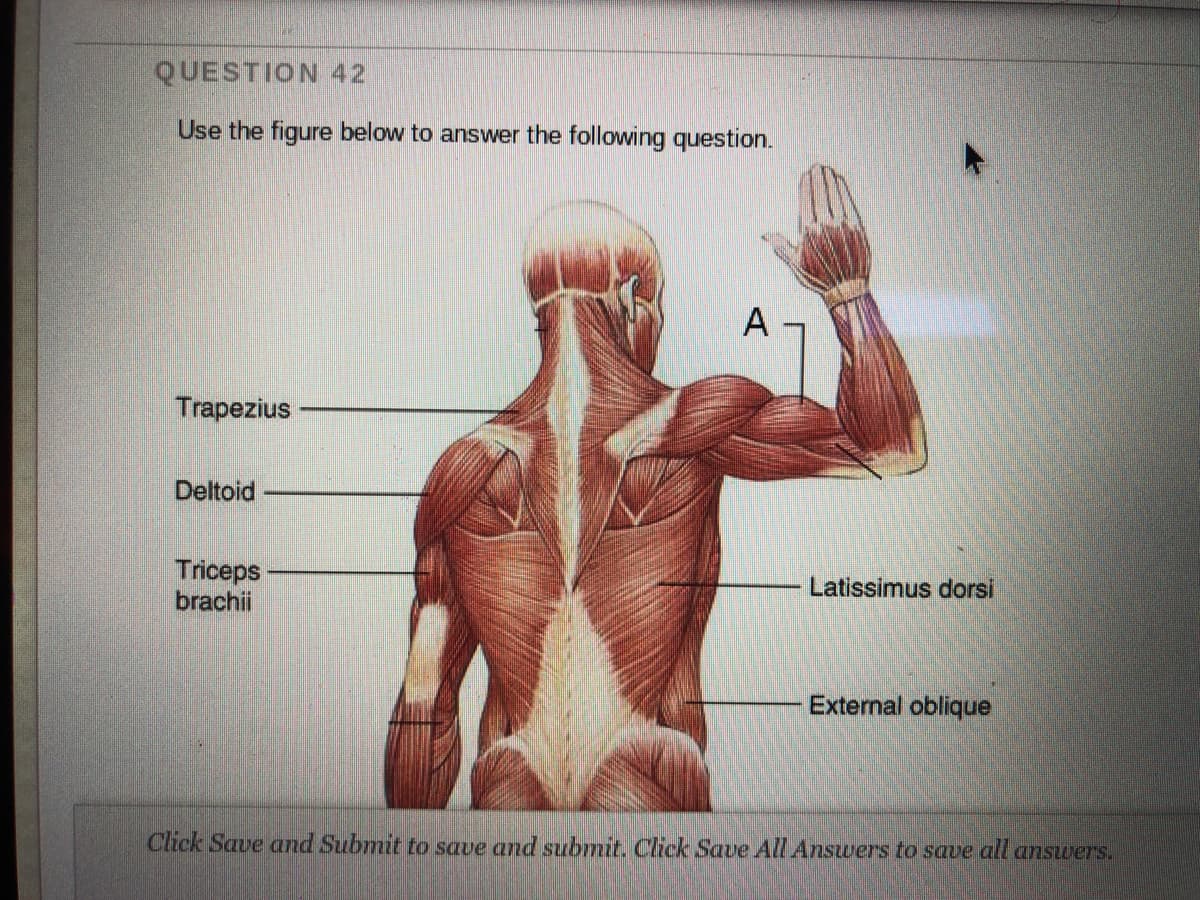 QUESTION 42
Use the figure below to answer the following question.
A
Trapezius
Deltoid
Triceps
brachii
Latissimus dorsi
External oblique
Click Save and Submit to save and submit. Click Save All AnswUers to save all answers.
