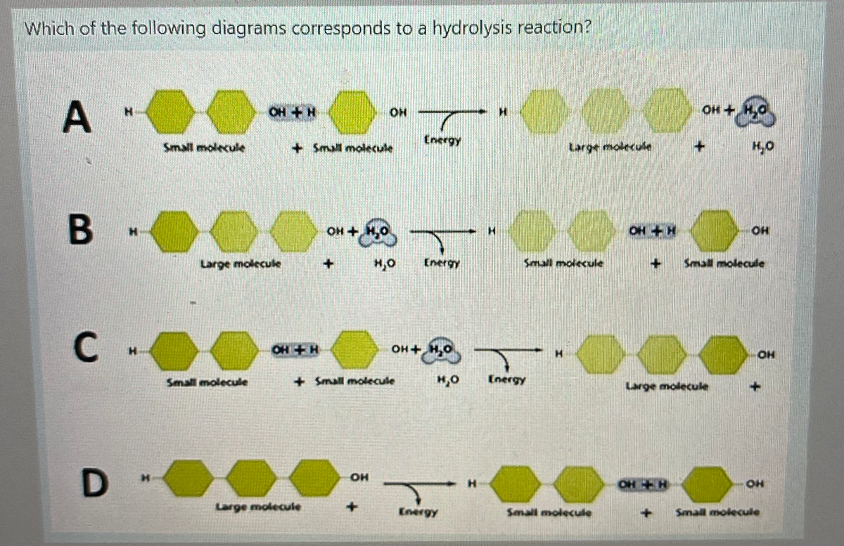 Which of the following diagrams corresponds to a hydrolysis reaction?
A.
OH +H
OH +
Energy
Small molecule
+Small molecule
Large mo
B
OH +H,O
OH +
Large molecule
Energy
Small molecule
Small molecule
C .
OH +H
OH +H,O
OH
Small molecule
+ Small molecule
H,O
Energy
Large molecule
OH +H
Large molecule
Energy
Small molecule
Small molecule
D.

