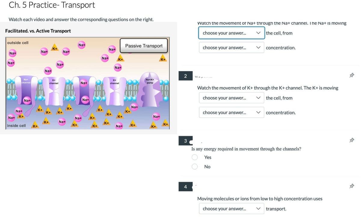 Ch. 5 Practice- Transport
Watch each video and answer the corresponding questions on the right.
Facilitated. vs. Active Transport
outside cell
Na+
Na+
Na+
channel
Na+
Na+
Na+ K+
inside cell
Na+
K+
K+
Na+
K+
K+
Na+
K+
channel
K+ K+
Na+
Na+
K+
Na+
K+
Na+
Na+
Na+
K+
K+
K+
Na+
Na+
K+
K+
K+
Na+
K+
channel
Na+
Passive Transport
K+
Na+
K+
Na+/K+
pump
Na+
K+
K+
2
3
4
Watch the movement of Na+ through the Na+ channel. The Na+ is moving
the cell, from
choose your answer...
choose your answer...
00
Watch the movement of K+ through the K+ channel. The K+ is moving
choose your answer...
the cell, from
choose your answer...
concentration.
Is any energy required in movement through the channels?
Yes
No
concentration.
Moving molecules or ions from low to high concentration uses
choose your answer...
transport.
--