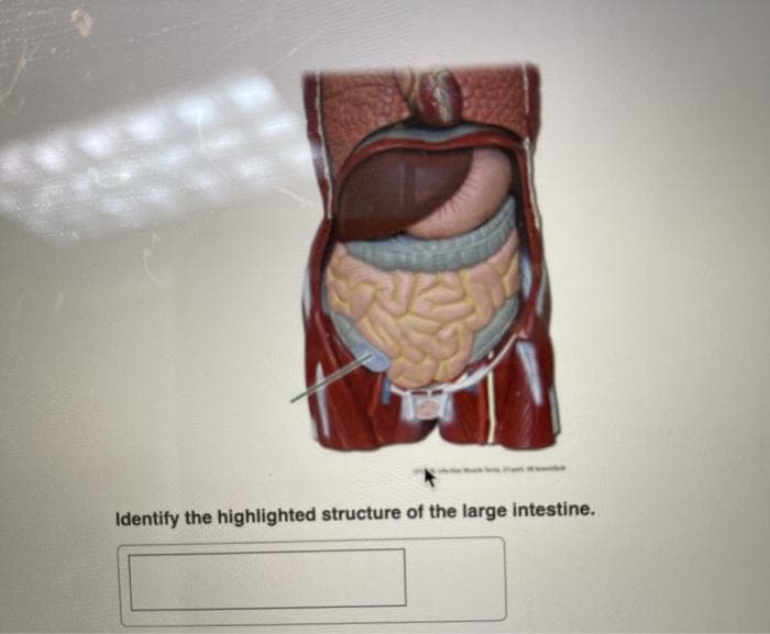 Identify the highlighted structure of the large intestine.

