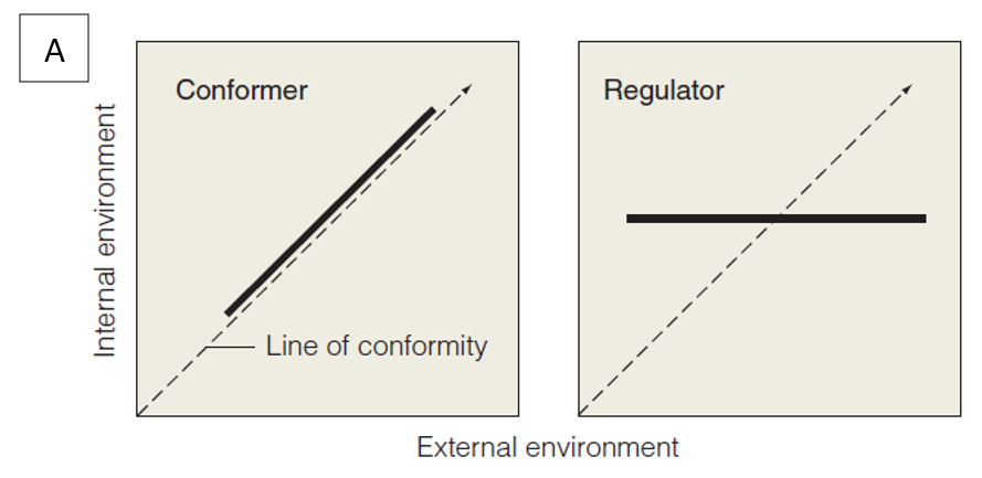 A
Conformer
Regulator
Line of conformity
External environment
Internal environment
