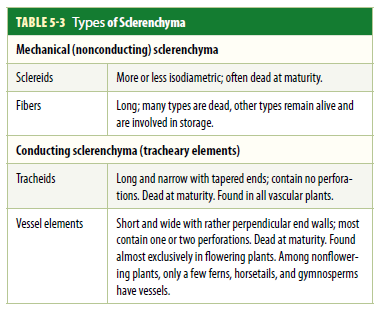 TABLE 5-3 Types of Sderenchyma
Mechanical (nonconducting) sclerenchyma
Sclereids
More or less isodiametric; often dead at maturity.
Long; many types are dead, other types remain alive and
are involved in storage.
Fibers
Conducting sclerenchyma (tracheary elements)
Tracheids
Long and narrow with tapered ends; contain no perfora-
tions. Dead at maturity. Found in all vascular plants.
Short and wide with rather perpendicular end walls; most
contain one or two perforations. Dead at maturity. Found
almost exclusively in flowering plants. Among nonflower-
ing plants, only a few ferns, horsetails, and gymnosperms
have vessels.
Vessel elements
