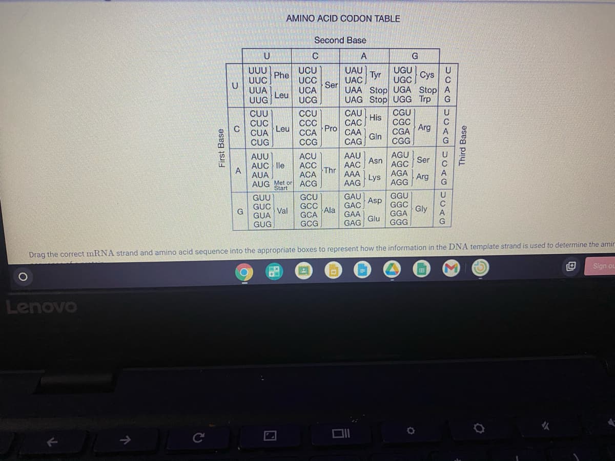 AMINO ACID CODON TABLE
Second Base
U
C
A
G
UAU
Tyr
UAC
UGU
Сys
UUU
UCU
UC
Phe
UGC
UUC
U
UUA
Ser
UCA
UCG
UAA Stop UGA Stop A
Leu
UUG
UAG Stop UGG Trp
G
CU
CUC
CỦA
CUG
CAU
His
CAC
CGU
CGC
Arg
CCU
CC
Pro
CCA
Leu
CGA
CGG
CAA
Gln
CG
CAG
AGU
AGC
AGA Arg
AUU
ACU
AAU
Asn
Ser
AUC lle
A
AUA
ACC
Thr
ACA
AAC
AAA
Lys
AAG
AUG Met or
ACG
AGG
G
Start
GAU
GAC
GAA
GAG
GGU
GCU
GCC
Ala
GCA
GUU
Asp
GUC
G
GUA
GGC
Gly
GGA
Val
Glu
GUG
GCG
GGG
Drag the correct mRNA strand and amino acid sequence into the appropriate boxes to represent how the information in the DNA template strand is used to determine the amir
Sign o
1O
Lenovo
First Base
Third Base
