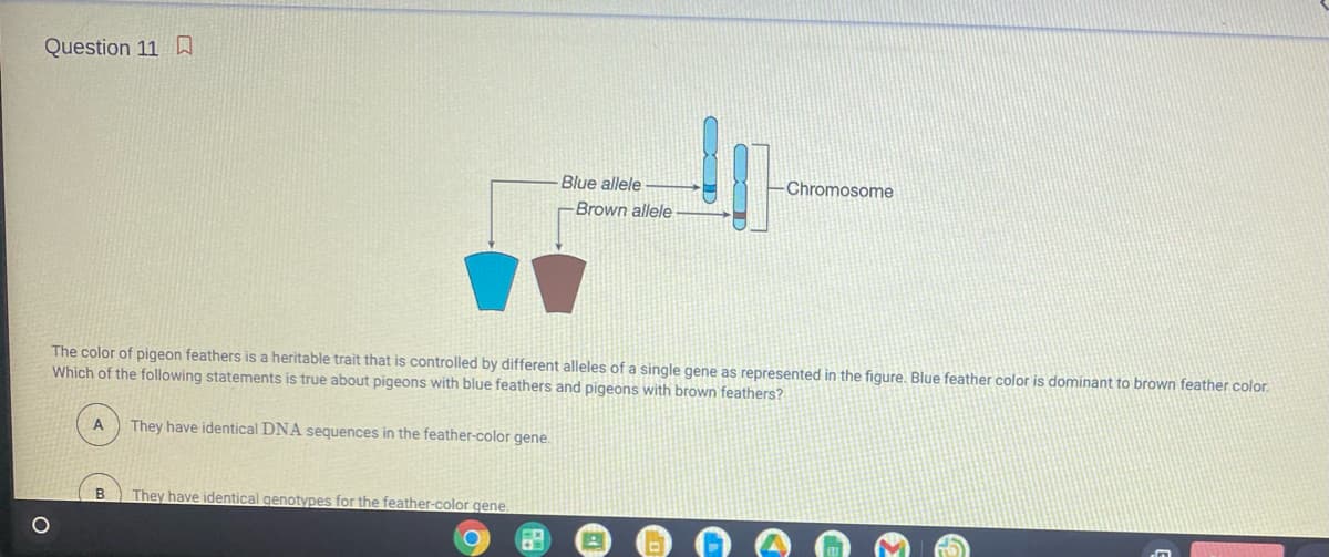 Question 11 D
Blue allele
Chromosome
Brown allele
The color of pigeon feathers is a heritable trait that is controlled by different alleles of a single gene as represented in the figure, Blue feather color is dominant to brown feather color.
Which of the following statements is true about pigeons with blue feathers and pigeons with brown feathers?
They have identical DNA sequences in the feather-color gene.
They have identical genotypes for the feather-color gene.
