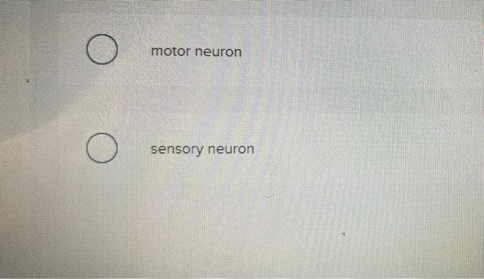 motor neuron
sensory neuron
