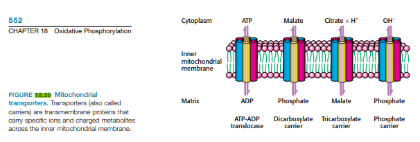 552
Cytoplasm
АТР
Malate
Citrate + H*
он
CHAPTER 18 Oxidative Phosphorylation
Inner
mitochondrial
membrane
FIGURE 18.39 Mitochondrial
transporters. Transporters (also called
carriers) are transmembrane proteins that
carry specific ions and charged metabolites
across the inner mitochondrial membrane.
Matrix
Phosphate
Malate
Phosphate
ADP
АТР-ADP
translocase
Dicarboxylate Tricarboxylate
carrier
Phosphate
carrier
carrier
