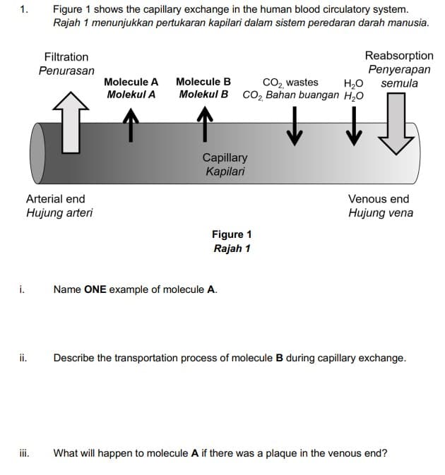 Figure 1 shows the capillary exchange in the human blood circulatory system.
Rajah 1 menunjukkan pertukaran kapilari dalam sistem peredaran darah manusia.
1.
Reabsorption
Penyerapan
H2O semula
Filtration
Penurasan
Molecule A Molecule B
co, wastes
Molekul B CO, Bahan buangan H,O
Molekul A
Capillary
Kapilari
Arterial end
Venous end
Hujung arteri
Hujung vena
Figure 1
Rajah 1
i.
Name ONE example of molecule A.
ii.
Describe the transportation process of molecule B during capillary exchange.
iii.
What will happen to molecule A if there was a plaque in the venous end?
