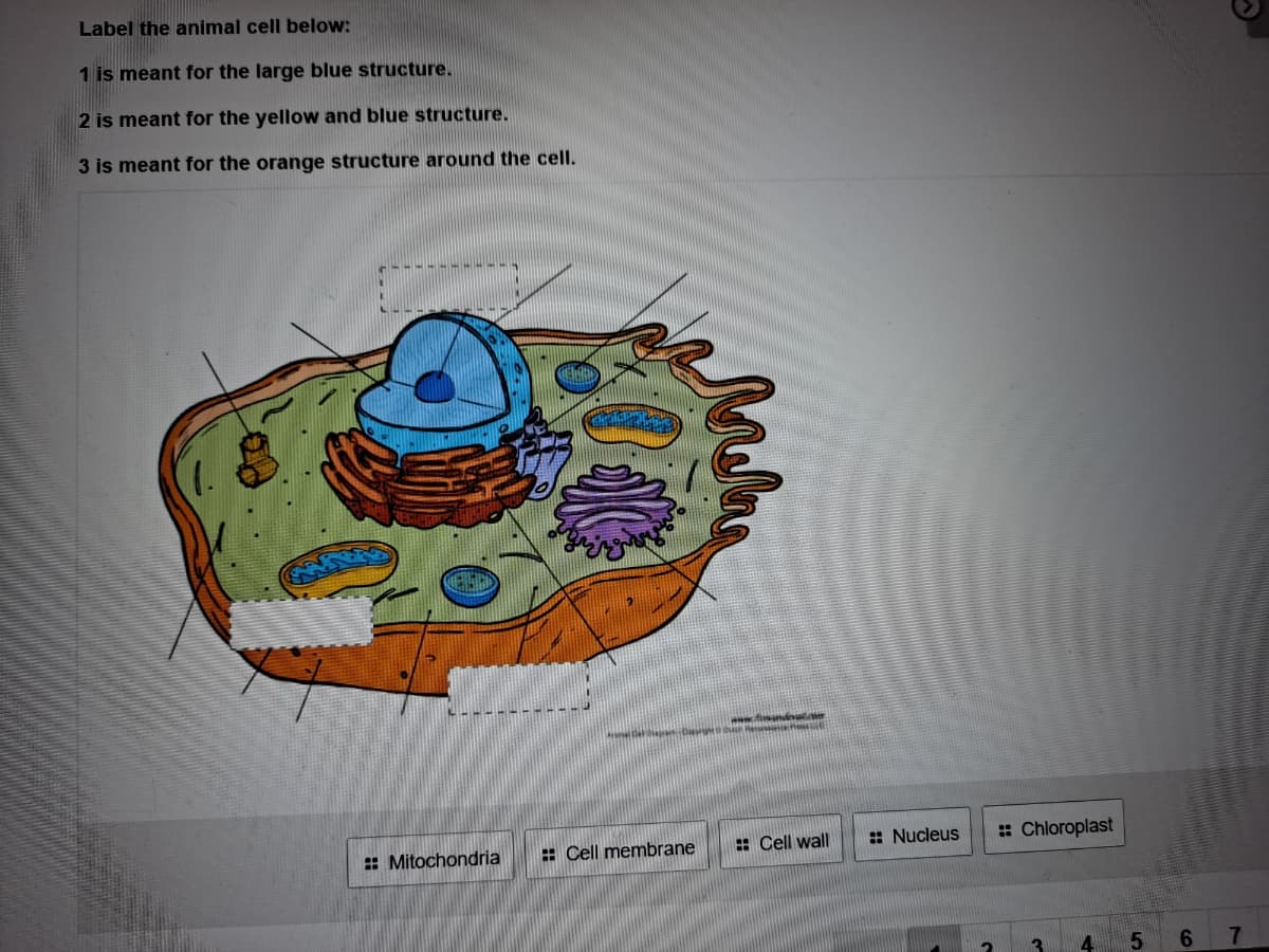 Label the animal cell below:
1 is meant for the large blue structure.
2 is meant for the yellow and blue structure.
3 is meant for the orange structure around the cell.
www.fiandenum
: Mitochondria
: Cell membrane
: Cell wall
: Nucleus
: Chloroplast
7.
