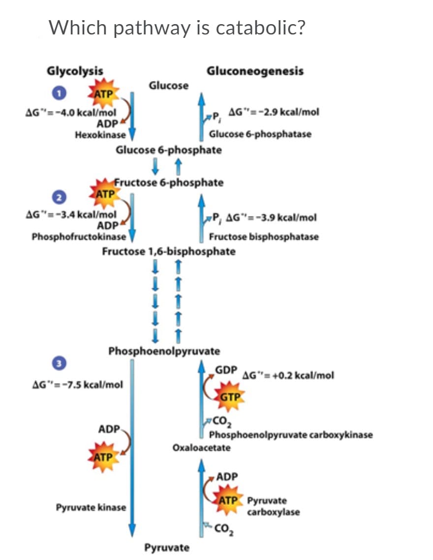 Which pathway is catabolic?
Glycolysis
ATP
Gluconeogenesis
Glucose
AG"=-2.9 kcal/mol
AG"=-4.0 kcal/mol
ADP
Hexokinase
Glucose 6-phosphatase
Glucose 6-phosphate
Fructose 6-phosphate
АТР
AG"=-3,4 kcal/mol
ADP
Phosphofructokinase
P, AG"=-3.9 kcal/mol
Fructose bisphosphatase
Fructose 1,6-bisphosphate
Phosphoenolpyruvate
GDP
AG"= +0.2 kcal/mol
AG"=-7.5 kcal/mol
GTP
Co,
Phosphoenolpyruvate carboxykinase
ADP
Oxaloacetate
ATP
ADP
ATP Pyruvate
carboxylase
Pyruvate kinase
Co
Pyruvate
