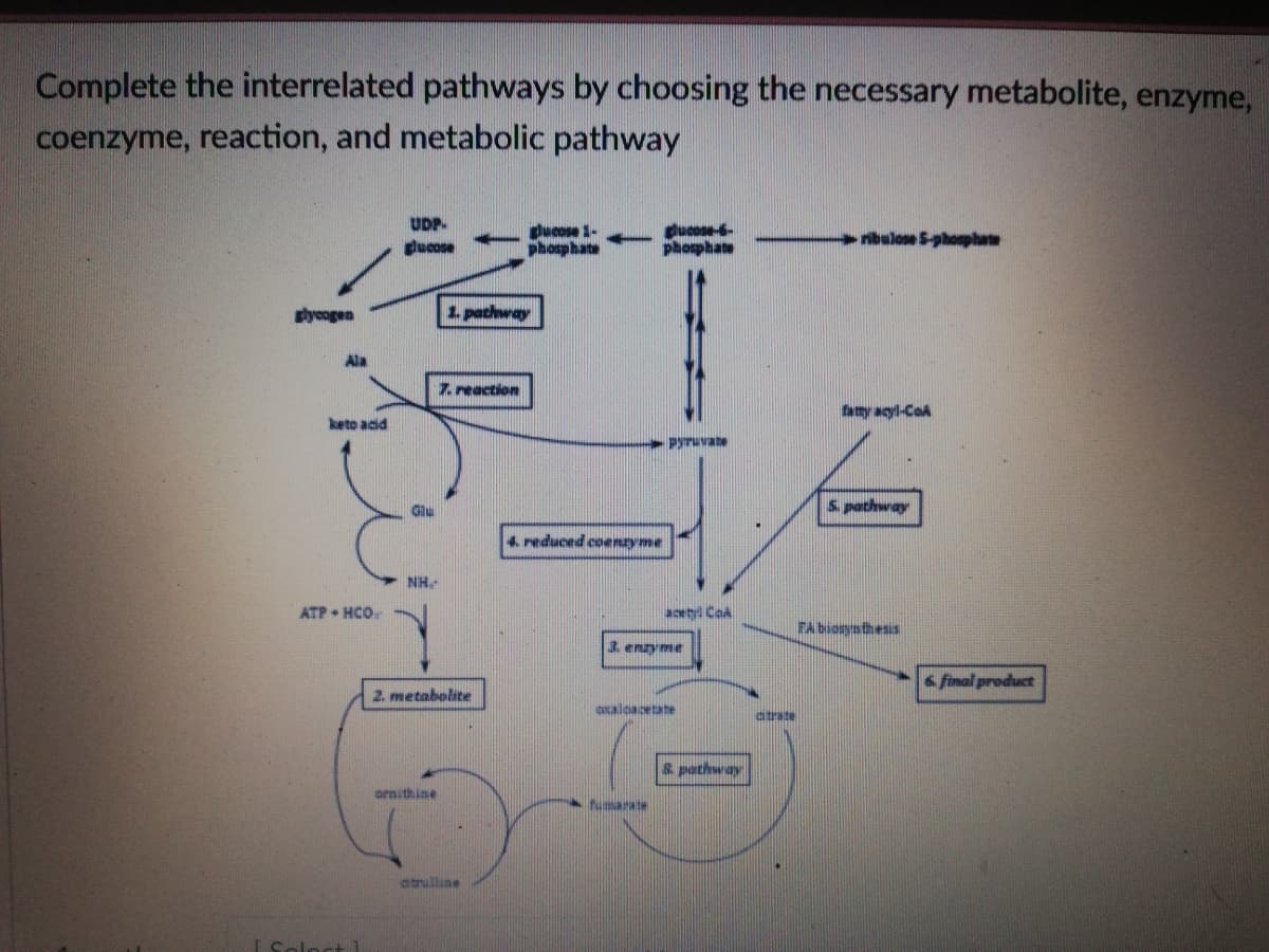 Complete the interrelated pathways by choosing the necessary metabolite, enzyme,
coenzyme, reaction, and metabolic pathway
UDP.
ducose 1-
phosphate
ducose-s-
phosphae
ribulose S-phophat
ucose
glycogen
1. pathway
Ala
7. reaction
faty acyl-CoA
keto acd
Pyruvate
Glu
5. pathway
4 reduced coenzyme
NH
ATP HCO.
acety Cak
FAbionynthesis
3. enzyme
final product
2. metabolite
coalcacetate
& pathway
ornithine
marate
atrulline
Soloct 1
