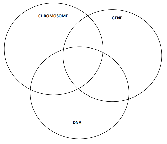 CHROMOSOME
DNA
GENE