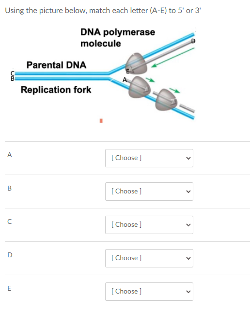 Using the picture below, match each letter (A-E) to 5' or 3'
DNA polymerase
molecule
Parental DNA
Replication fork
A
[
[ Choose ]
[
[ Choose ]
[
[ Choose ]
D
[
[ Choose ]
E
[
[ Choose ]
>
>
>
>
B.
