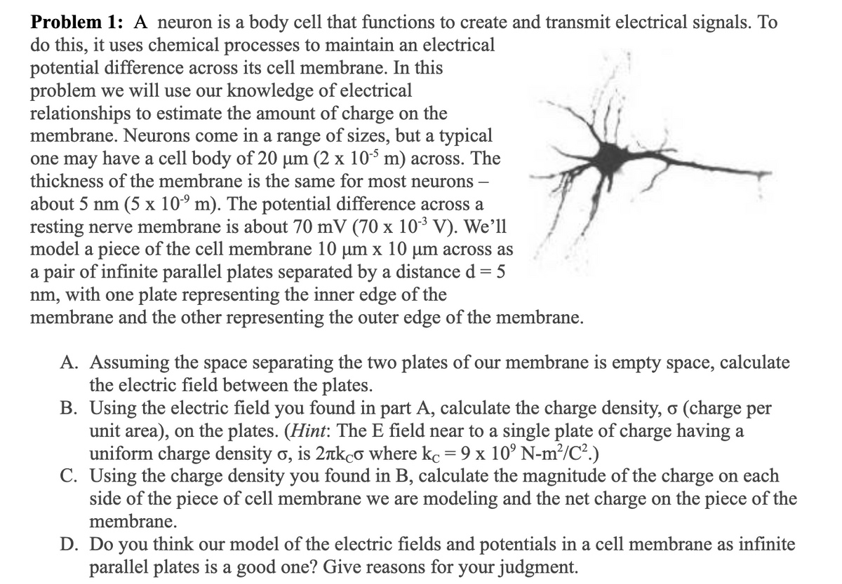 Problem 1: A neuron is a body cell that functions to create and transmit electrical signals. To
do this, it uses chemical processes to maintain an electrical
potential difference across its cell membrane. In this
problem we will use our knowledge of electrical
relationships to estimate the amount of charge on the
membrane. Neurons come in a range of sizes, but a typical
one may have a cell body of 20 µm (2 x 105 m) across. The
thickness of the membrane is the same for most neurons -
about 5 nm (5 x 10⁹ m). The potential difference across a
resting nerve membrane is about 70 mV (70 x 10-³ V). We'll
model a piece of the cell membrane 10 µm x 10 µm across as
a pair of infinite parallel plates separated by a distance = = 5
nm, with one plate representing the inner edge of the
membrane and the other representing the outer edge of the membrane.
A. Assuming the space separating the two plates of our membrane is empty space, calculate
the electric field between the plates.
B. Using the electric field you found in part A, calculate the charge density, o (charge per
unit area), on the plates. (Hint: The E field near to a single plate of charge having a
uniform charge density o, is 2лkco where kc = 9 x 10° N-m²/C².)
C. Using the charge density you found in B, calculate the magnitude of the charge on each
side of the piece of cell membrane we are modeling and the net charge on the piece of the
membrane.
D. Do you think our model of the electric fields and potentials in a cell membrane as infinite
parallel plates is a good one? Give reasons for your judgment.