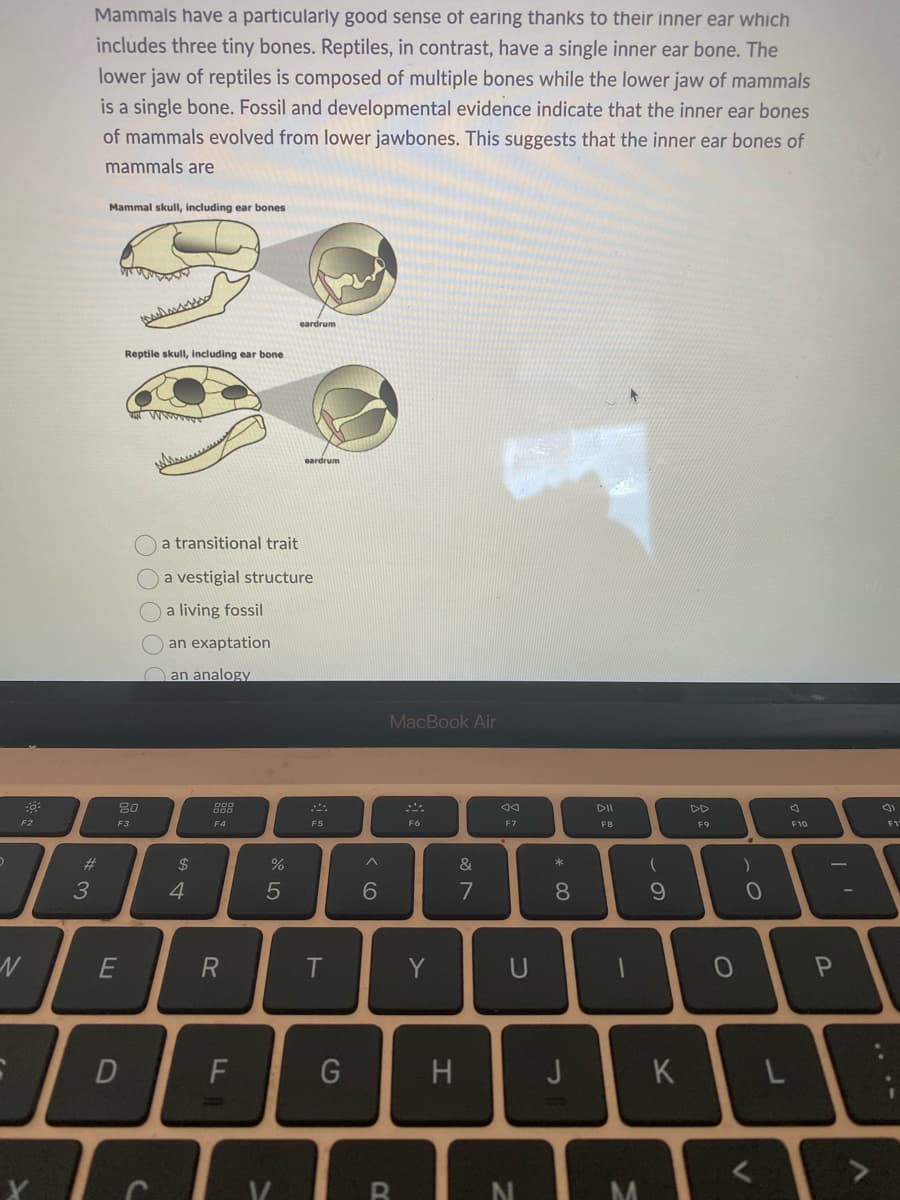 Mammals have a particularly good sense of earing thanks to their inner ear which
includes three tiny bones. Reptiles, in contrast, have a single inner ear bone. The
lower jaw of reptiles is composed of multiple bones while the lower jaw of mammals
is a single bone. Fossil and developmental evidence indicate that the inner ear bones
of mammals evolved from lower jawbones. This suggests that the inner ear bones of
mammals are
Mammal skull, including ear bones
eardrum
Reptile skull, including ear bone
eardrum
Oa transitional trait
a vestigial structure
a living fossil
an exaptation
an analogy
MacBook Air
DII
DD
F2
F3
F4
F5
F6
F7
F8
F9
F10
FV
23
24
%
&
3
4.
6
7
8
U
D
F
G
H
J
K
~の
* 00
O OO
