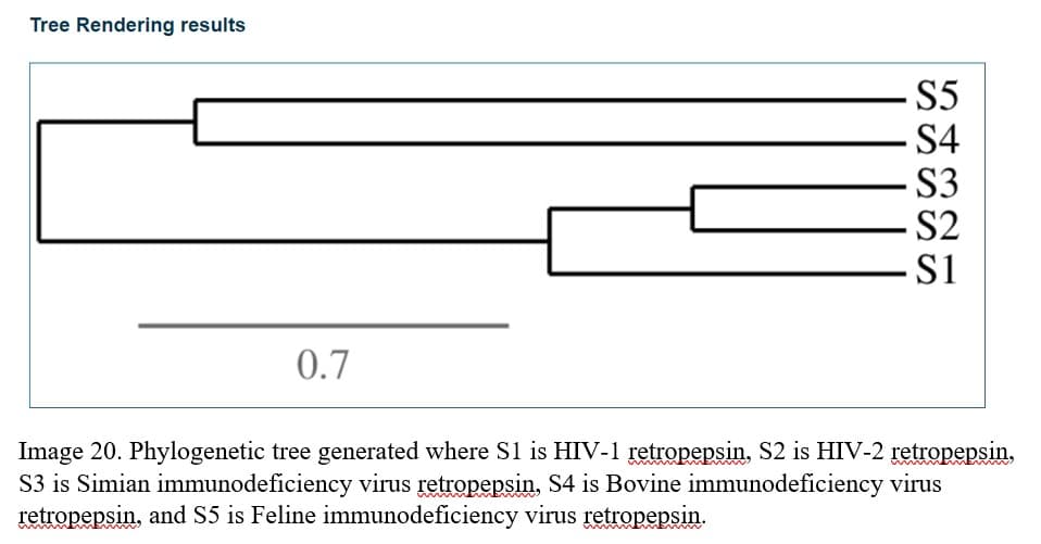 Tree Rendering results
- S5
S4
- S3
-S2
-S1
0.7
Image 20. Phylogenetic tree generated where S1 is HIV-1 retropepsin, S2 is HIV-2 retropepsin.
S3 is Simian immunodeficiency virus retropepsin, S4 is Bovine immunodeficiency virus
retropepsin, and S5 is Feline immunodeficiency virus retropepsin.
