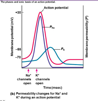 The phases and ionic basis of an action potential.
Membrane potential (mv)
+30
-55
-70
Na
channels
open
↑
K
Action potential
-Pha
channels
open
.PK
Time (msec)
(b) Permeability changes for Na* and
K* during an action potential
Membrane permeability (P)