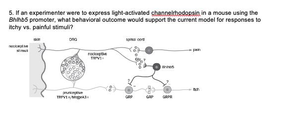 5. If an experimenter were to express light-activated channelrhodopsin in a mouse using the
Bhlhb5 promoter, what behavioral outcome would support the current model for responses to
itchy vs. painful stimuli?
nociceptive
stimull
skin
DRG
nociceptive
TRPV1+
pruriceptive
TRPV11/MrprA3+
spinal cord
GRP
GRP
Bhib5
GRPR
pain
Itch